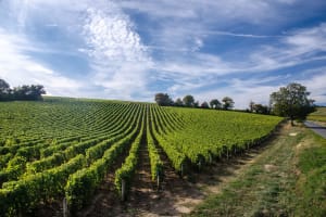 Loire Valley Wine Tour Full Day Trip from Tours (private) 3