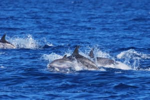 Lajes de Pico: Swimming with Wild Dolphins 4