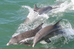 Clearwater Beach  3