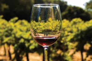 San Francisco Half-Day Wine Country Tour 3