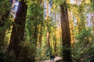 Visitors walking on a paved path through a towering old-growth redwood forest with massive tree trunks and lush green canopy