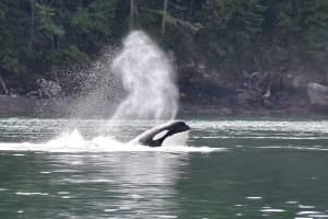 Whale and Wildlife Adventure - Zodiac Boat 3