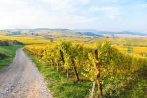 3 Days Alsace Small Group Day Trips from Strasbourg (shared) 4