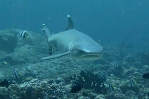 Snorkeling Safari 4