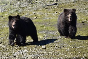 Exclusive Pack Creek Bear Viewing from Juneau 3