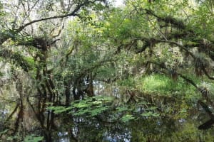Everglades National Park Biologist Led Adventure: Cruise, Hike + Airboat 3
