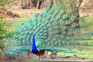 12-Days - Splendors of Golden Triangle & Rajasthan 3
