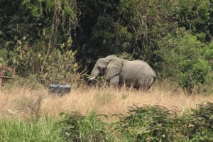 9 Day Gorilla Trek Uganda & Wildlife Safari 3