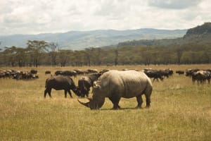 2-Day Flamingo & Rhino Safari at Lake Nakuru 3