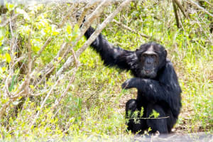 Ol Pejeta Conservancy - Day Safari 3