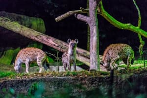 Night Safari Visit with Private Hotel Transfers 3
