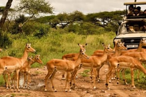 5 Days Tanzania Lodge Safari 4