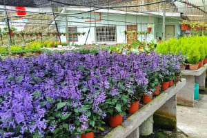 Cameron Highland Full Day Tour (Private Tour)  3