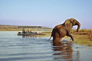 Chobe Day Trip From Livingstone/Victoria Falls 3