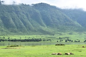 3days Serengeti National park and Ngorongoro Crater Tanzania Safari  4
