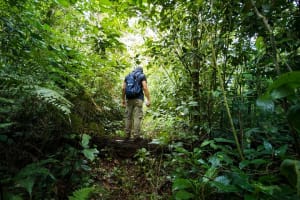 Jungle Expedition through The Childrens Eternal Rainforest 3
