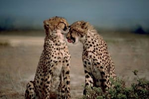 1 Day (Half Day) Carnivore Feeding Tour 3
