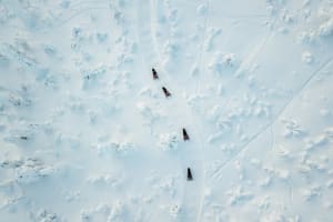 Full Day Snowmobile Safari into the Lappish Wilderness in Rovaniemi 3