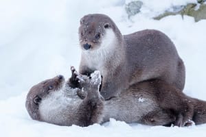 Arctic Zoo - Day in Ranua Wildlife Park 3