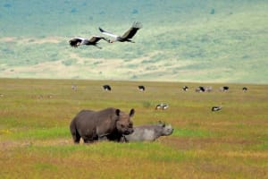 Tarangire & Ngorongoro Safari ~ 2 Days 3