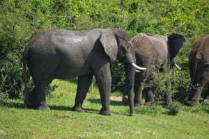 3 days Murchison falls Safari ( minimum 2 persons ) 3