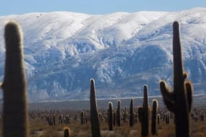 One Day Tour of Cachi and Calchaquí Valleys from Salta 3