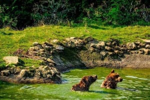 Private day trip to Zarnesti Bear Sanctuary and Bran Castle 3