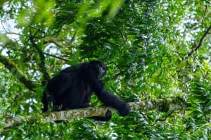 Private 3 Day Gorilla Trekking Safari in Uganda 3