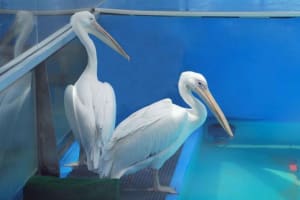The Legacy of Winter the Dolphin & Clearwater Beach day, optional lunch 3