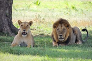 Lake Naivasha & Lake Nakuru National park Budget Tour. 4