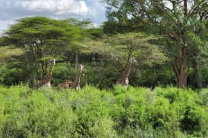 Nairobi National Park And The Giraffe Centre Tour 4