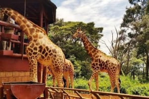 Giraffe Centre,Elephant Orphanage And Bomas Of Kenya Tour 4