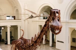  Field Museum of Natural History Early Access Ticket  3