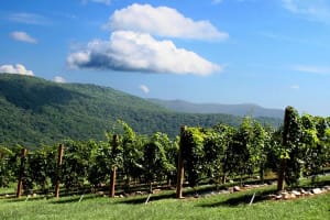 Half-Day North Georgia Wine Country Tour From Atlanta 3