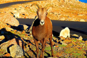 Mount Evans & Red Rocks Park Small Group Tour From Denver 3
