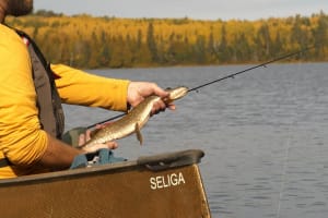 Canoe Fishing Wilderness Lakes, Lutsen and Grand Marais 4