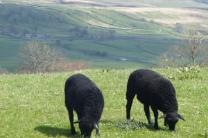 Yorkshire Dales Day Trip from York 4