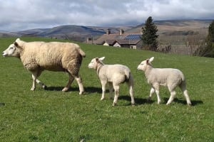 Moors, Whitby & The Yorkshire Steam Railway Day Trip from York 3