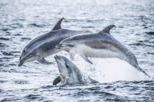 From Queenstown: Premium Doubtful Sound Wilderness Day Trip 3