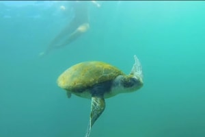 La Jolla Sea Cave Kayak Tour 4