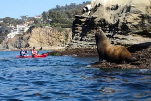 La Jolla Sea Cave Kayak Tour 3