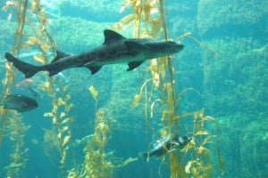 San Diego Kayak Rental   3