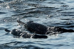 Full day dhow cruise of the fjords of Musandam 3