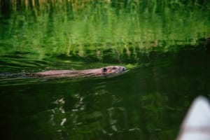 Stockholm: Archipelago Family-Friendly Private Kayaking Tour 4
