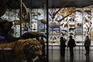 American Museum of Natural History Tour (New York, NY) 4