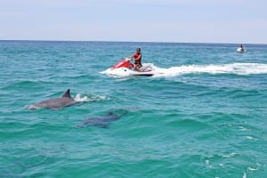 Crab Island Dolphin Jet Ski Adventure  3