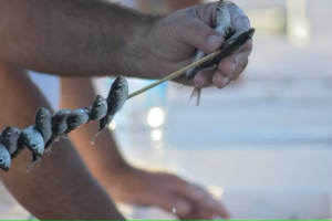 Tour at Malaga Fishing Scene with Cooking Workshop 3
