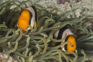 PADI Open Water - with eLearning online theory 3