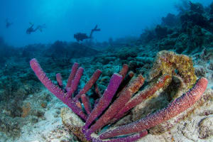 PADI Discover Scuba Diving 3