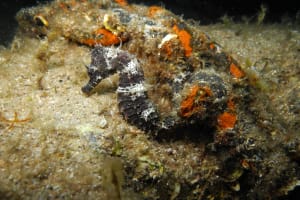 Dive Package 3